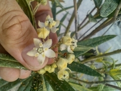 Gomphocarpus fruticosus