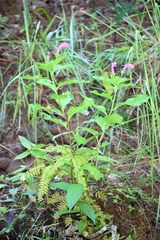 Centropogon cornutus