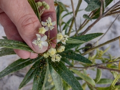 Gomphocarpus fruticosus