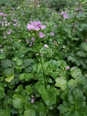Cardamine raphanifolia