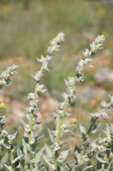 Verbascum undulatum