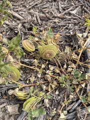 Medicago orbicularis