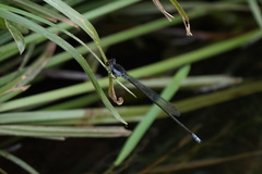 Pseudagrion pruinosum