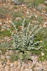 Verbascum undulatum