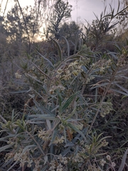 Gomphocarpus fruticosus