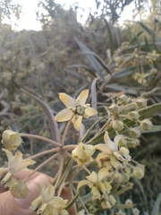 Gomphocarpus fruticosus