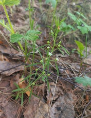 Thesium repens