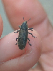 Hypolixus mastersii