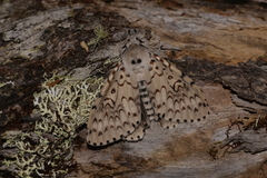 Lymantria nephrographa