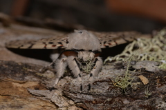 Lymantria nephrographa