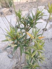 Gomphocarpus fruticosus