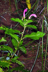 Centropogon cornutus