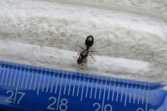 Tetramorium immigrans