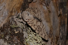 Lymantria nephrographa