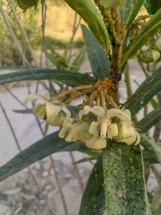 Gomphocarpus fruticosus