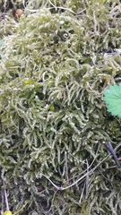Eurhynchium angustirete