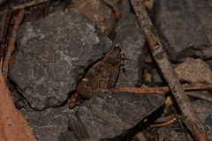 Hydrillodes funestalis