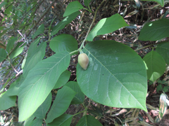 Magnolia sieboldii