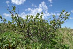 Betula × paramushirensis