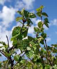 Betula × paramushirensis