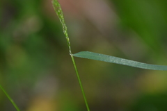Poa alsodes