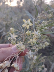 Gomphocarpus fruticosus