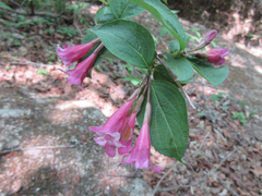 Weigela florida