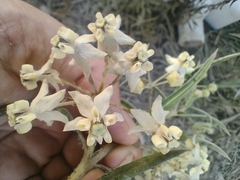 Gomphocarpus fruticosus