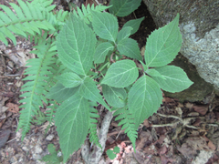 Hydrangea serrata
