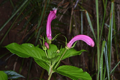 Centropogon cornutus