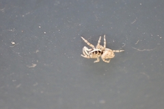 Salticus