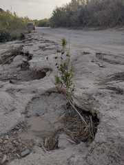 Gomphocarpus fruticosus