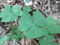 Oxalis obtriangulata