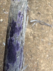 Terana