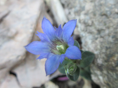 Gentiana squarrosa