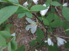 Deutzia uniflora