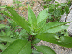 Lysimachia clethroides
