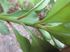 Lysimachia clethroides