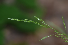 Poa alsodes