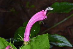 Centropogon cornutus