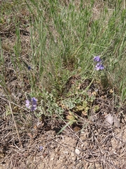 Veronica pectinata