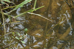 Paracercion calamorum