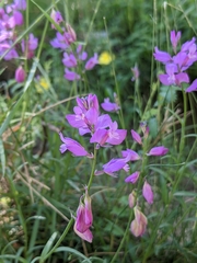 Polygala alpestris