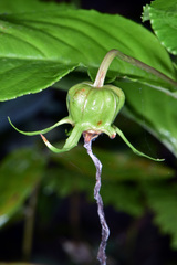 Centropogon cornutus