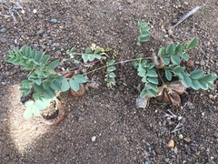 Astragalus iodanthus