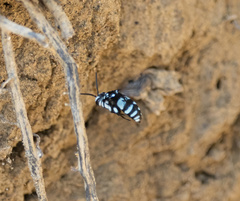 Thyreus novaehollandiae