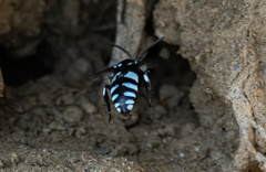 Thyreus novaehollandiae