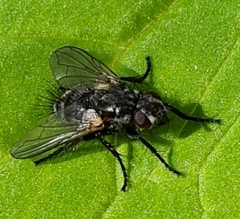 Lypha dubia
