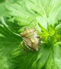 Carpocoris purpureipennis