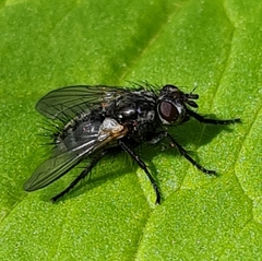 Lypha dubia